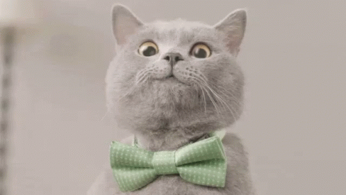 0C1D80D4-1167-4119-B84B-A255833DE7FF.gif