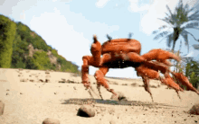Crab rave.gif