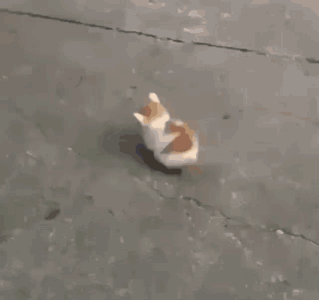 IMG_2305.gif