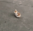 IMG_2305.gif