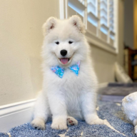 yawnlol
