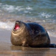s_seal