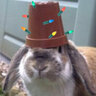 Festivized_Wabbit