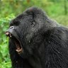 Furious Gorilla