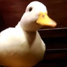 [DFS]Quacky The Duck :D