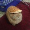 Pancake420
