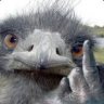 HarshEmu