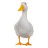 Duck420