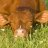 Sleeping Cows