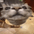 CatMaster